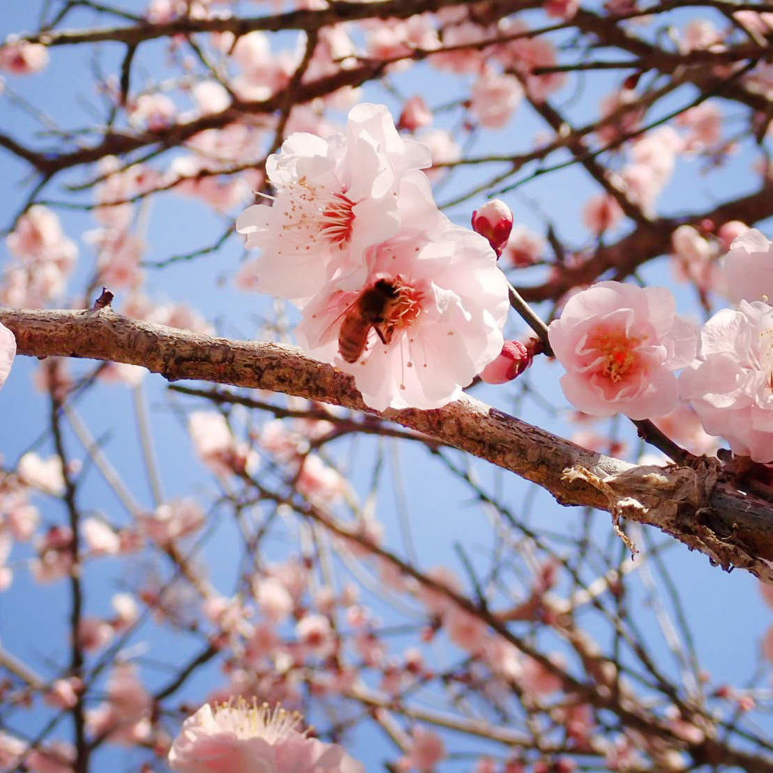 さくらの雫（瓶タイプ） みつばちのーと