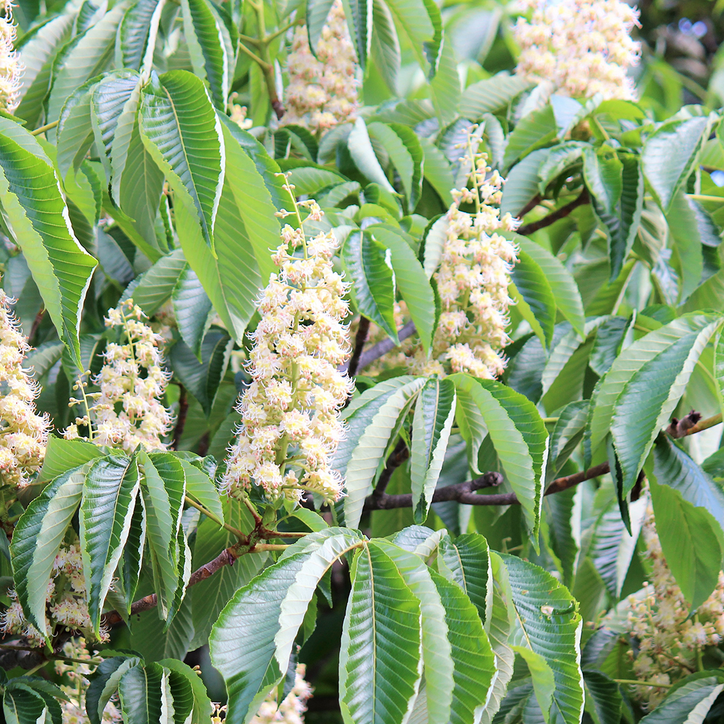 長野産 くり百花（瓶タイプ） みつばちのーと