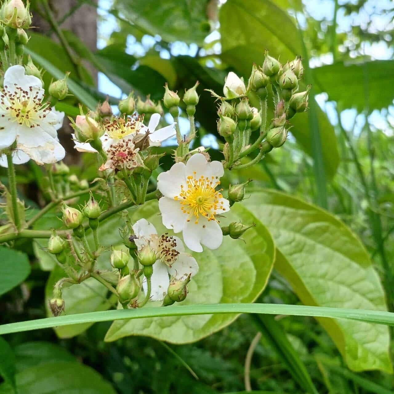 新商品】野ばら みつばちのーと