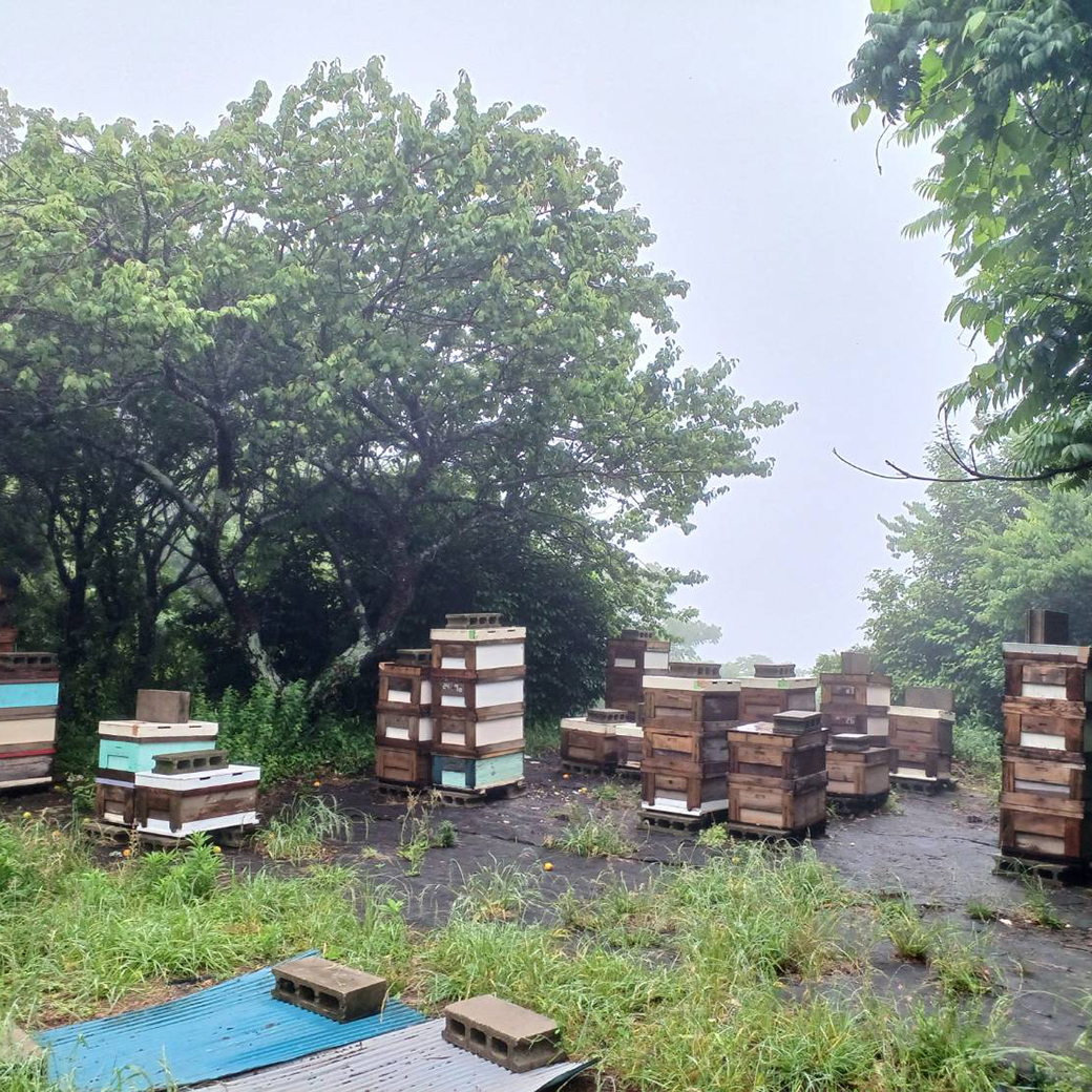 雨が続く養蜂場
