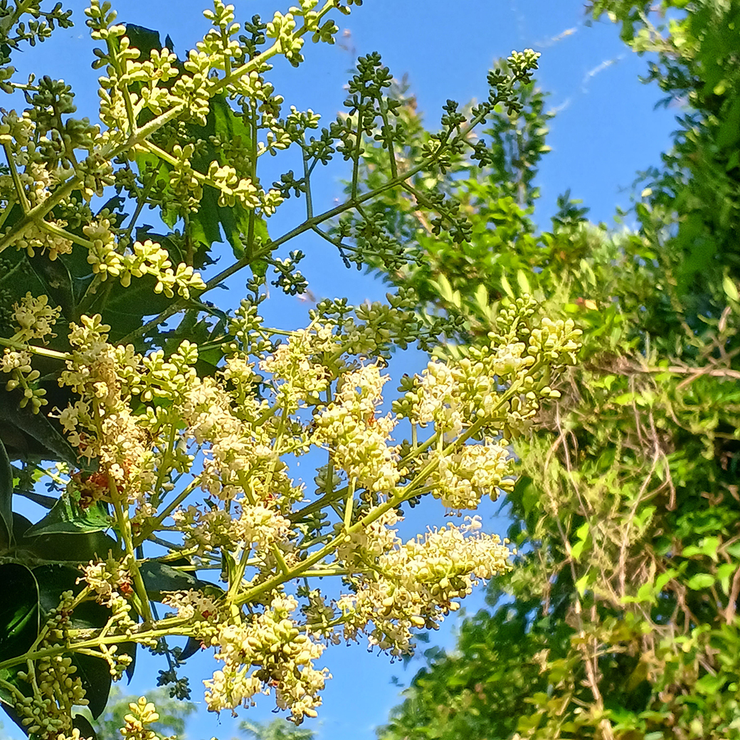 蜜源の花