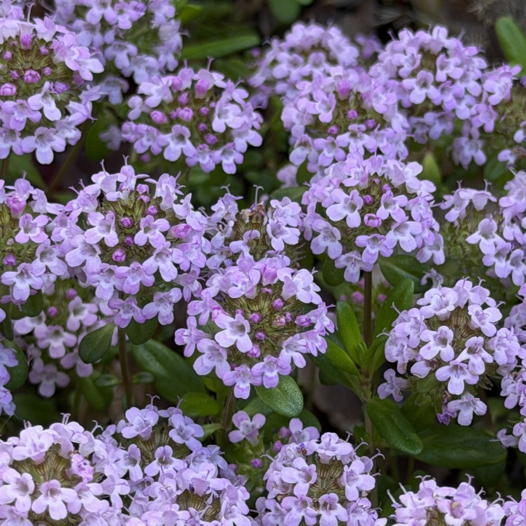 タイムの花